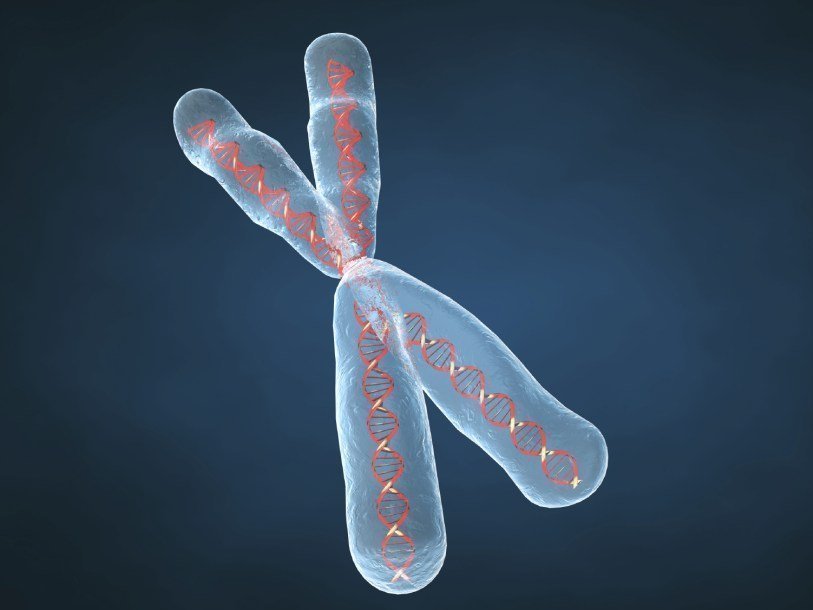 İnsan Xromosomları