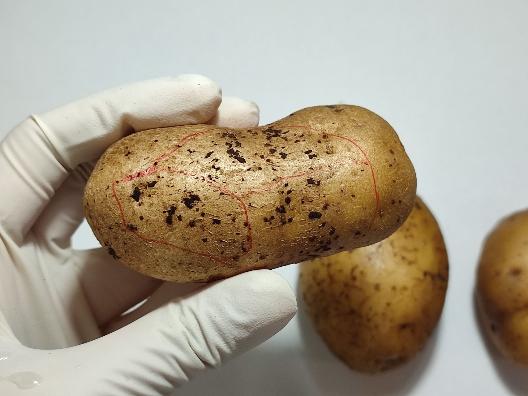 Kartofda rizoktonioz xəstəliyi